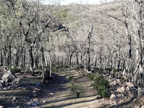 Robledal