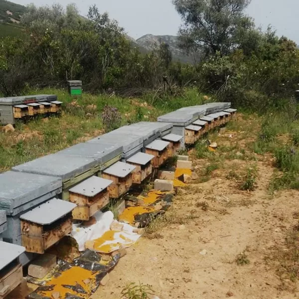 El Paraíso de la Abeja